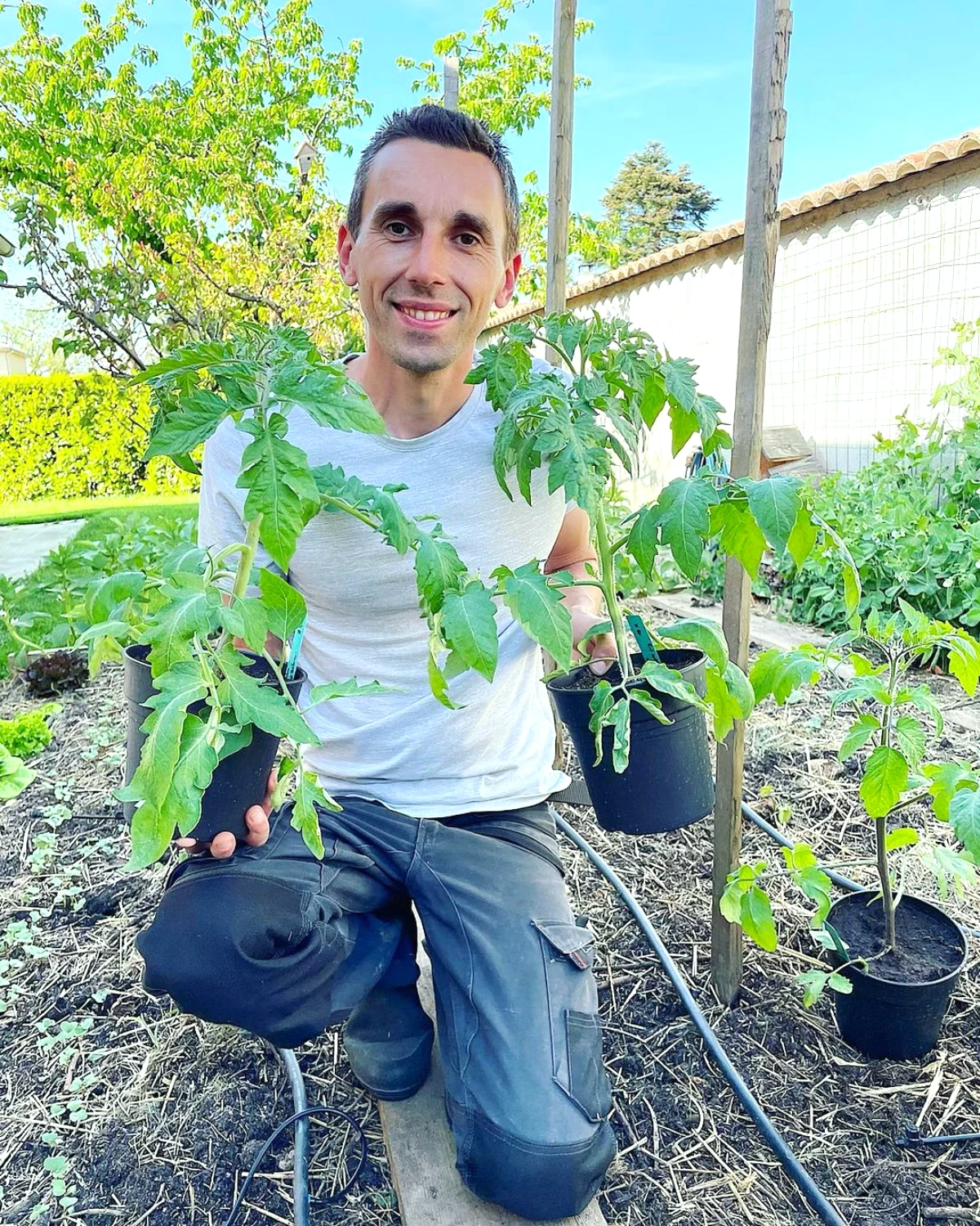 plantation de tomates fin de saison homme jardin