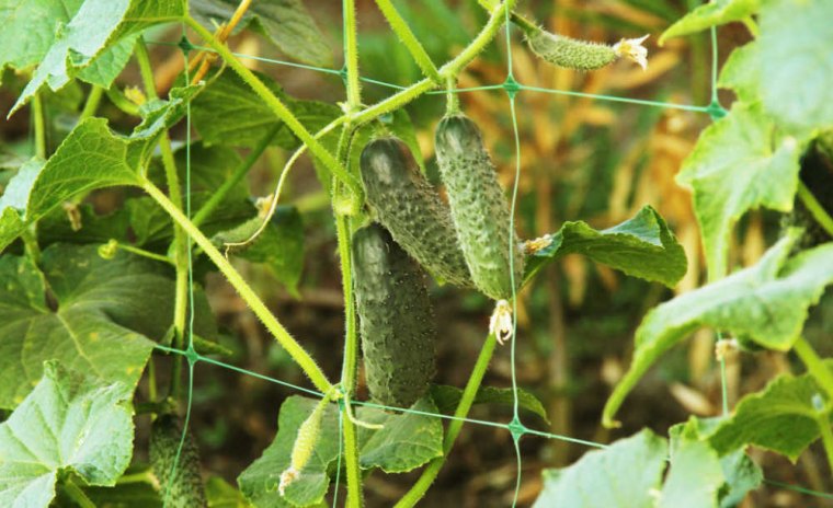 plantation des concombres en hauteur grille feuilles vertes