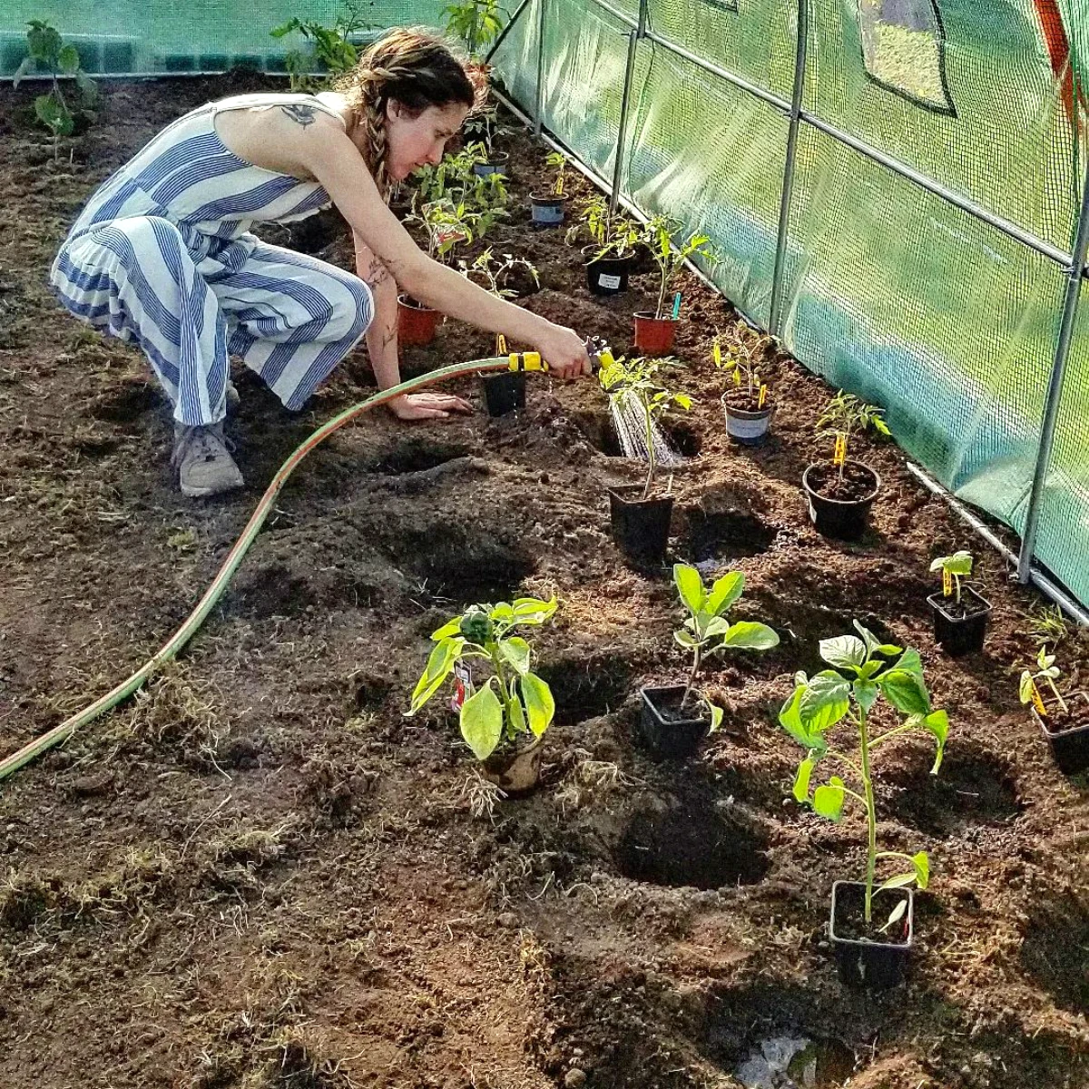 plantation des tomates femme arrosage