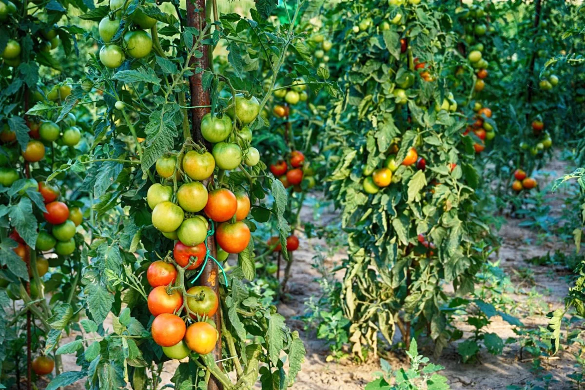 plantation des tomates rouge distance