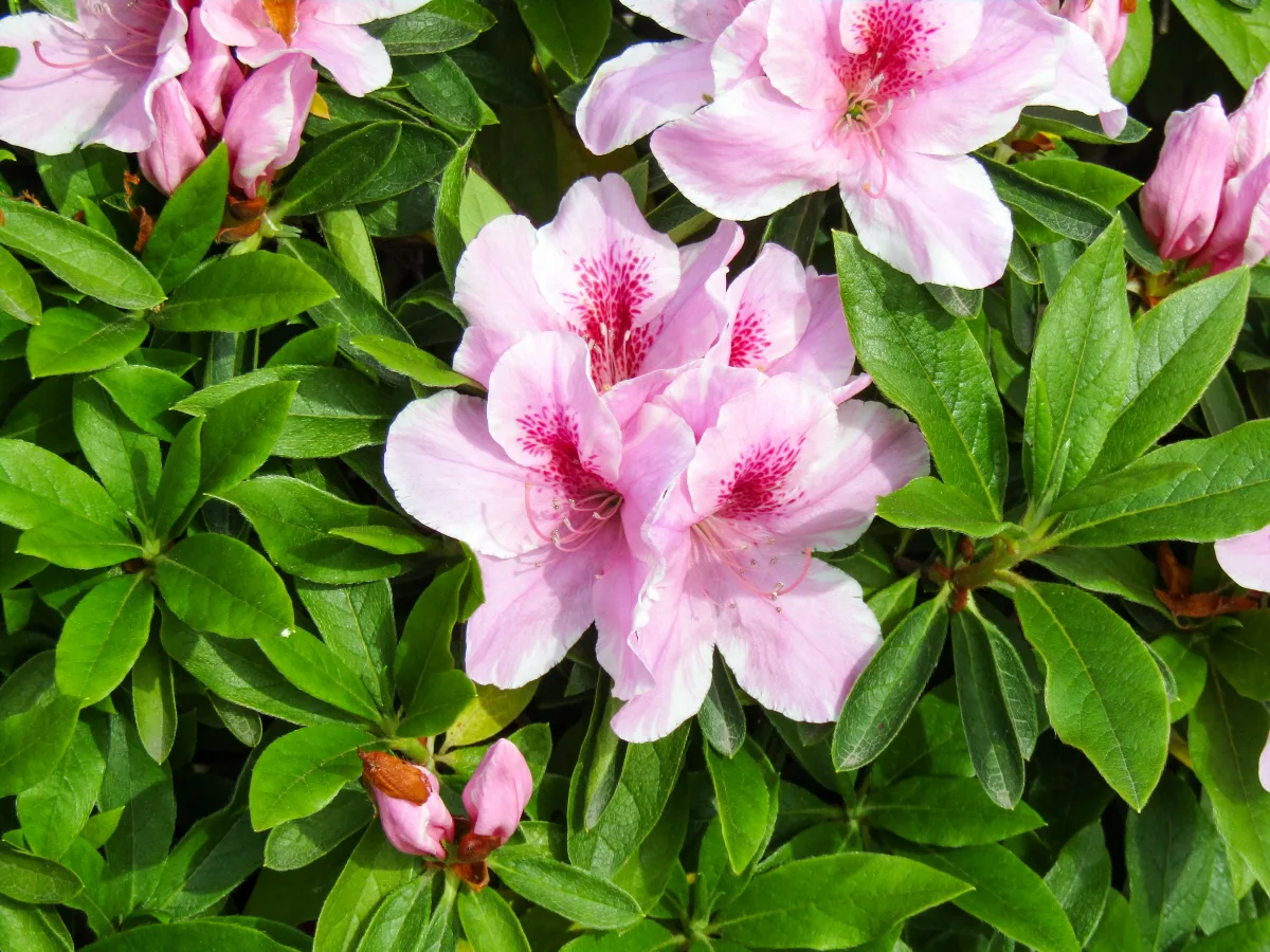 plantation hortensia et plantes à associer avec azalée rose