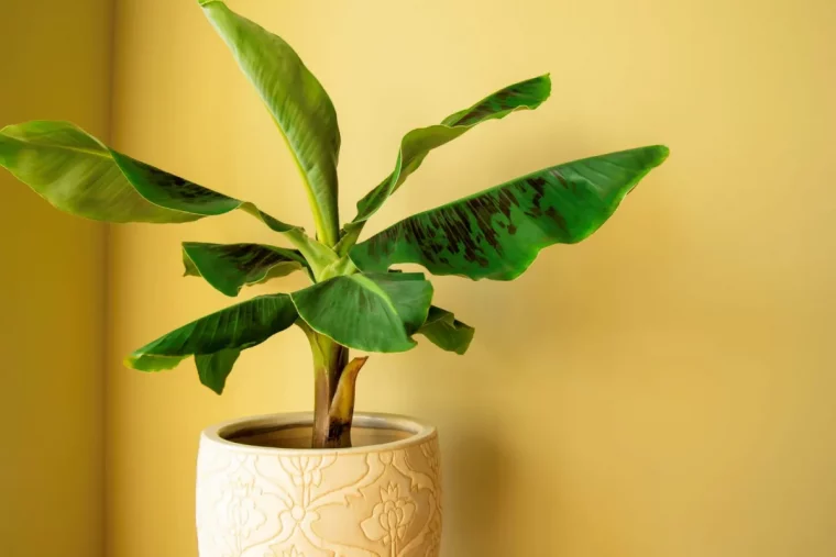 plante banane a poser chez vous pot en ceramique blanc feuilles verts