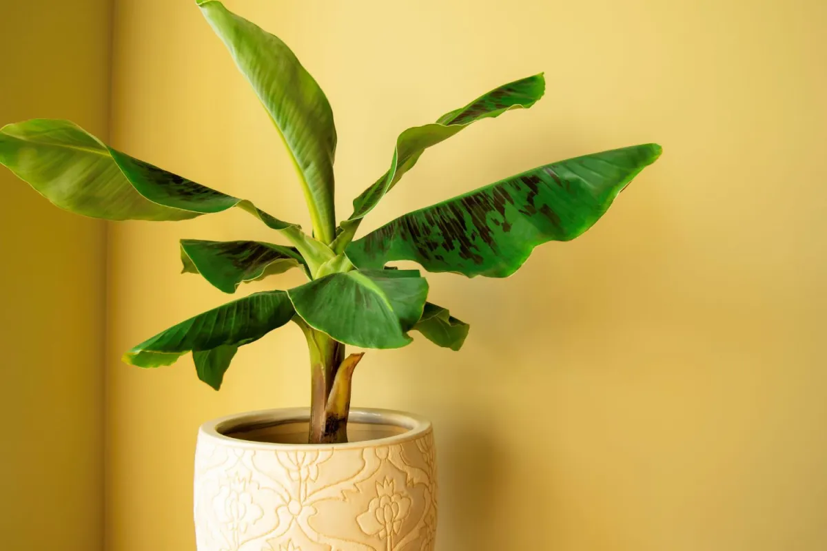 Plante una planta de plátano con hojas verdes en una maceta de cerámica blanca en su casa