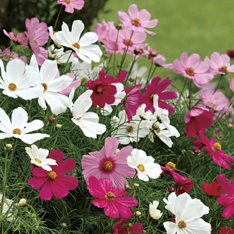 plante qui pousse très vite cosmos edn differentes couleurs