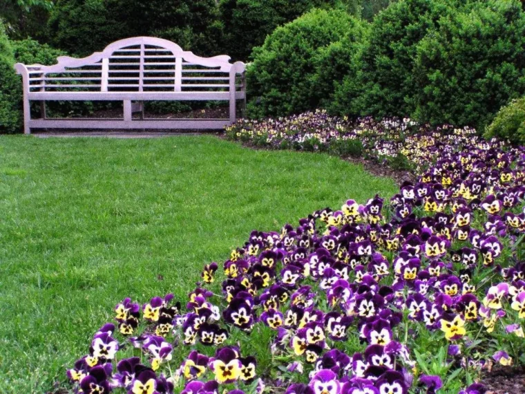 plante vivace massif reste fleuri toute l'année pensee dansun jardin banc blanc