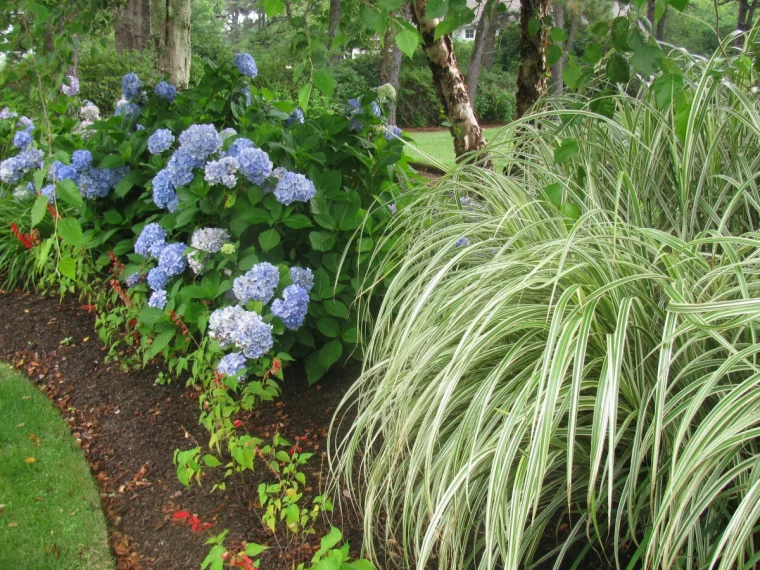 planter des graminées ornementales à côté des hortensias