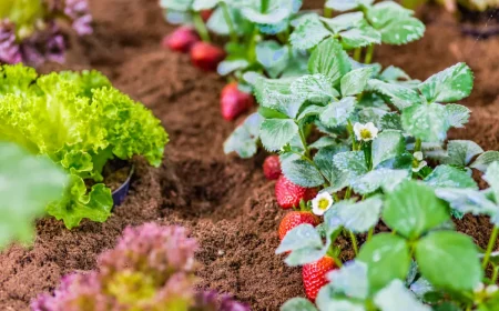 planter des legumes a feuilles vertes pres des fraises