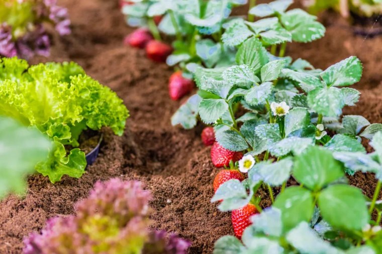 planter des legumes a feuilles vertes pres des fraises