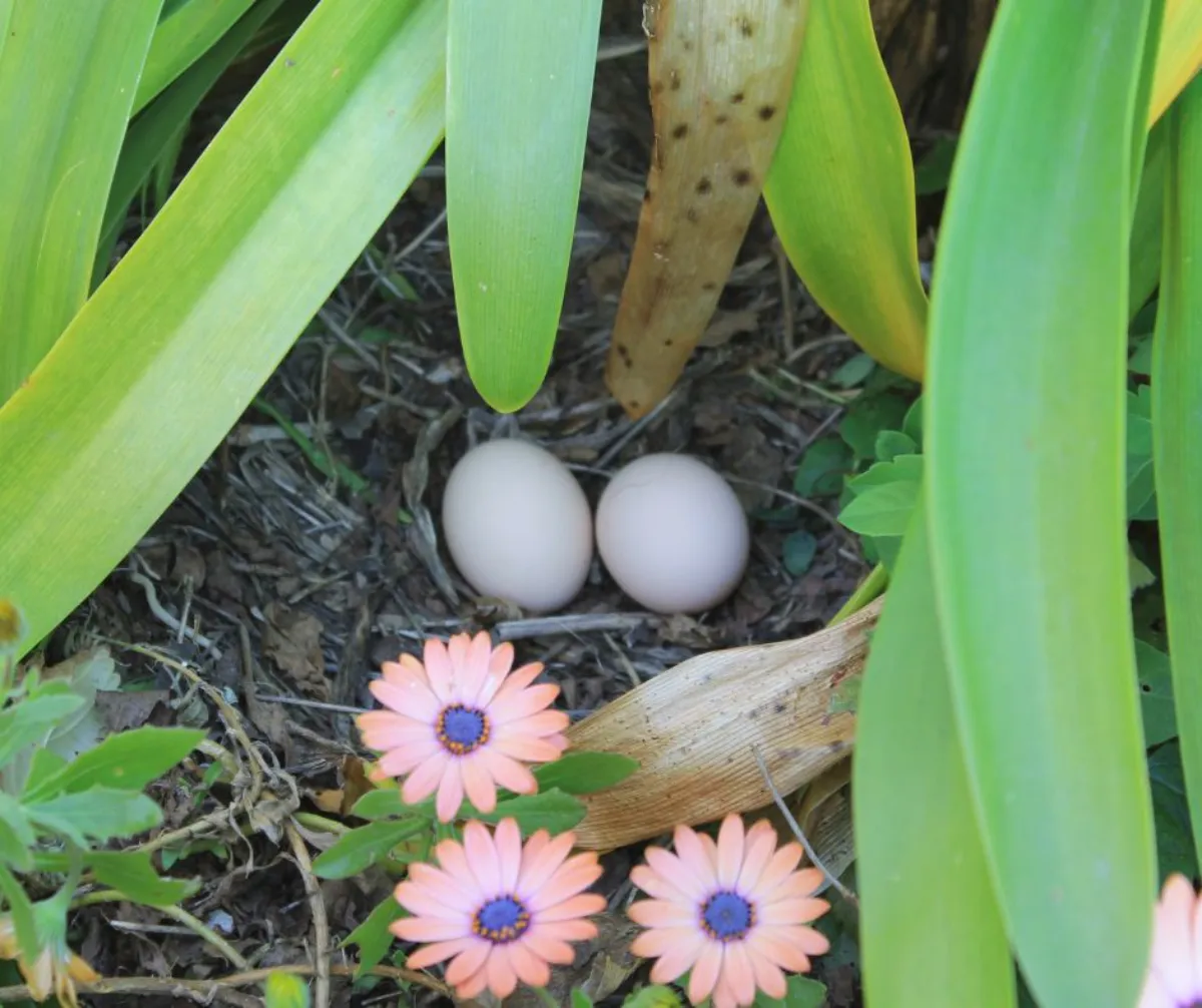 planter un oeuf dans le trou de plantation astuces de grand mère au jardin
