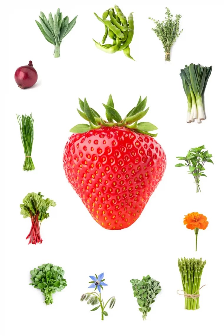 plantes compagnes des fraisiers pour stimuler la production