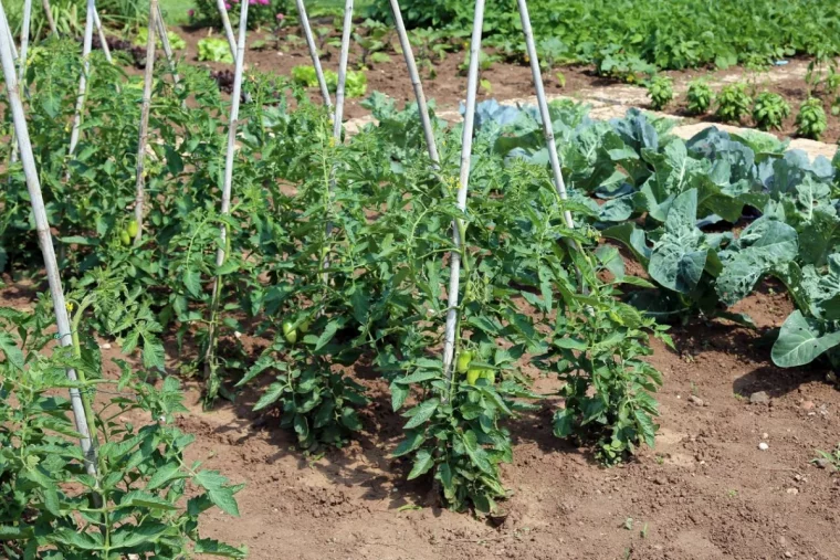 plantes compagnes pour planter a cote des tomates