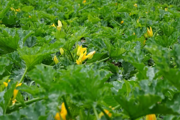 plantes courgettes transplantation jardin phase lune feuillage fleurs