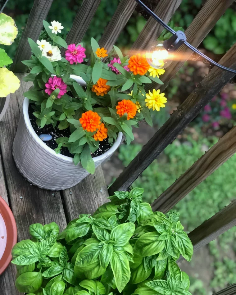 plantes en pot fleurie basilic balcon