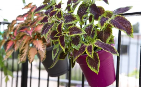 plantes en pot pour le balcon feuilles pourpres et vertes