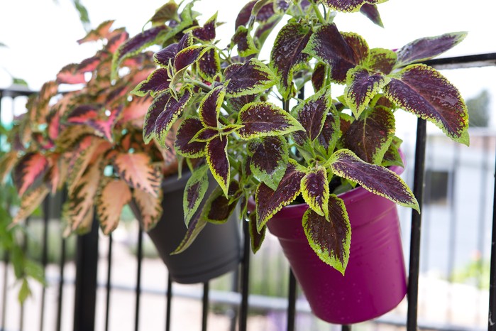 plantes en pot pour le balcon feuilles pourpres et vertes