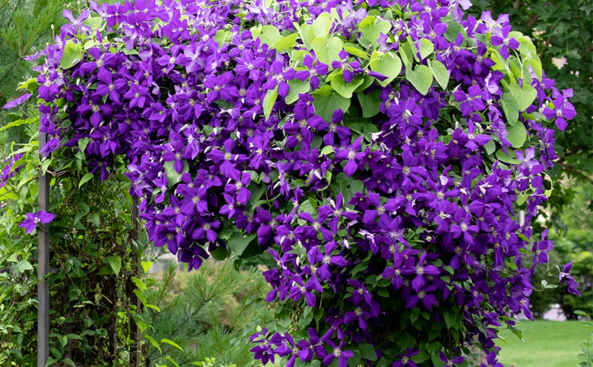 plantes grimpantes violettes pour se cacher des voisins