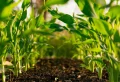 Fertiliser les géraniums : quelle est la meilleure période pour le faire ? Comment choisir le bon engrais ?