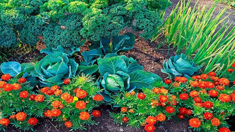 plantes vivaces pour jardiniere toute l'année potager