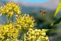 Plantes à éviter au jardin quand on est allergique au pollen