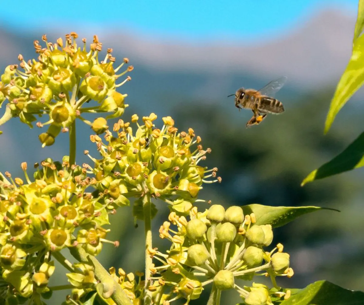 pollinisation qui cause les allergies au pollen reactions