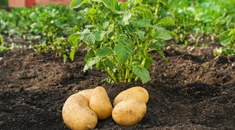 pommes de terre sol plantes vertes