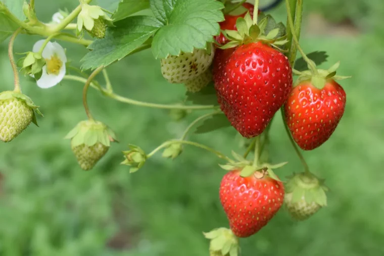 potager avril planter des fraises remontantes comment faire
