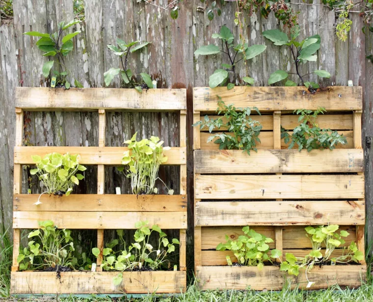 potager en palets plantes tomates