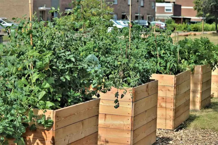 potager sureleve avec des plantes tomates