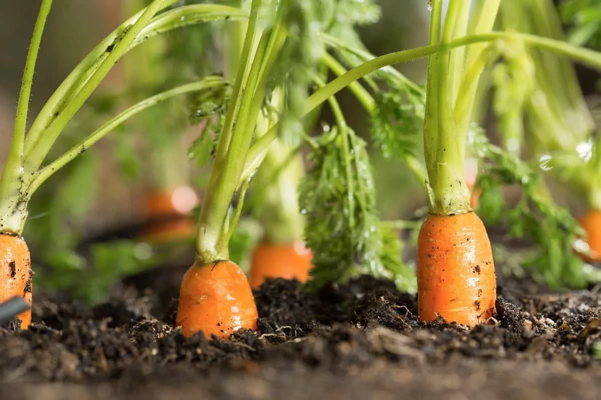 pourquoi faut il planter des carottes pres des tomates