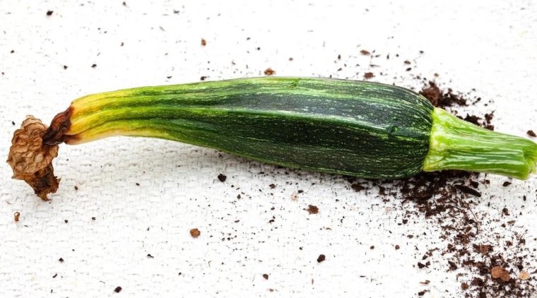 pourquoi le bout de mes courgettes jaunissent et pourrissent