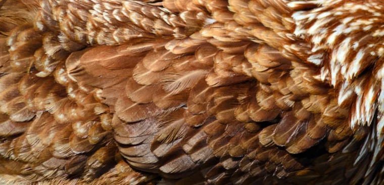 pourquoi les poules perdent leurs plumes