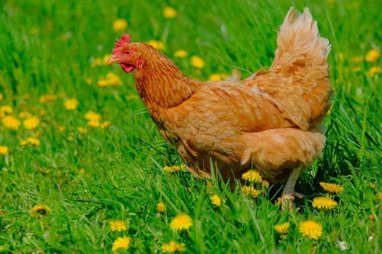 pourquoi mes poules perdent leurs plumes jardin vert