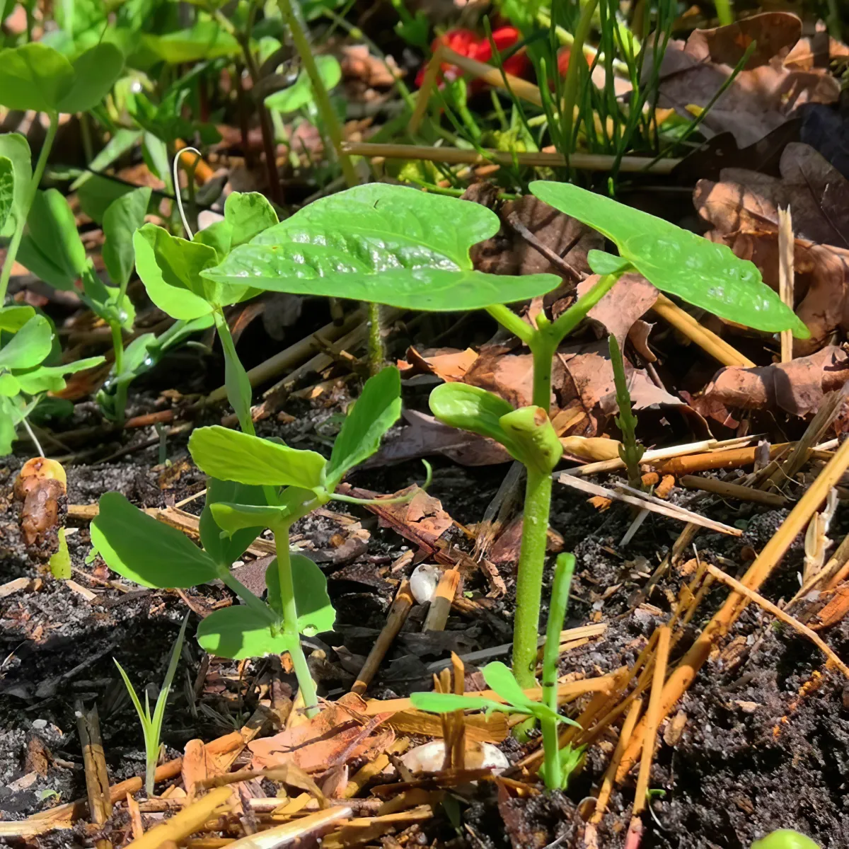 pourquoi planter les legumineuses pres des plants de courgettes