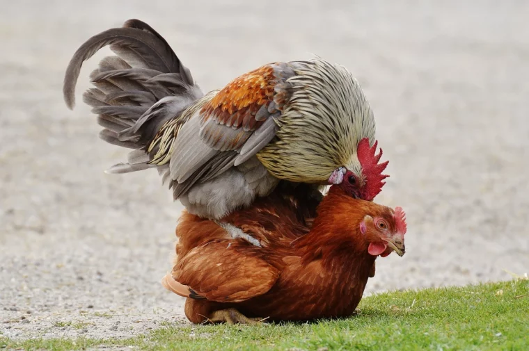 pourquoi une poule perd ses plumes accouplement