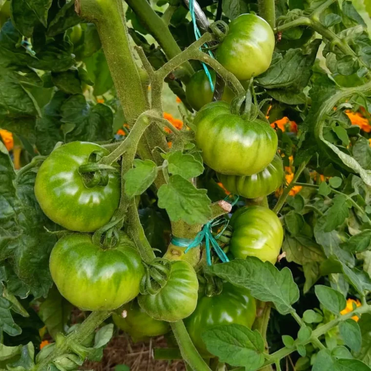 purin d ortie pour les tomates