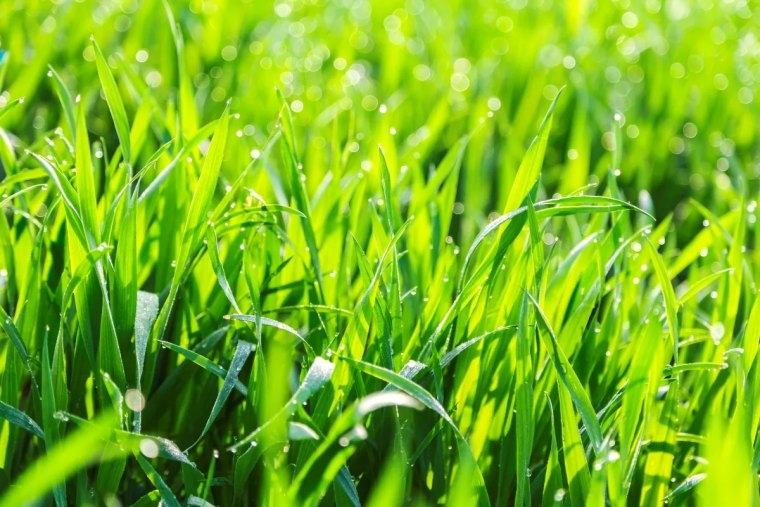 young wheat seedlings