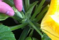 Quand et comment pincer les courgettes pour avoir une récolte abondante cet été ?