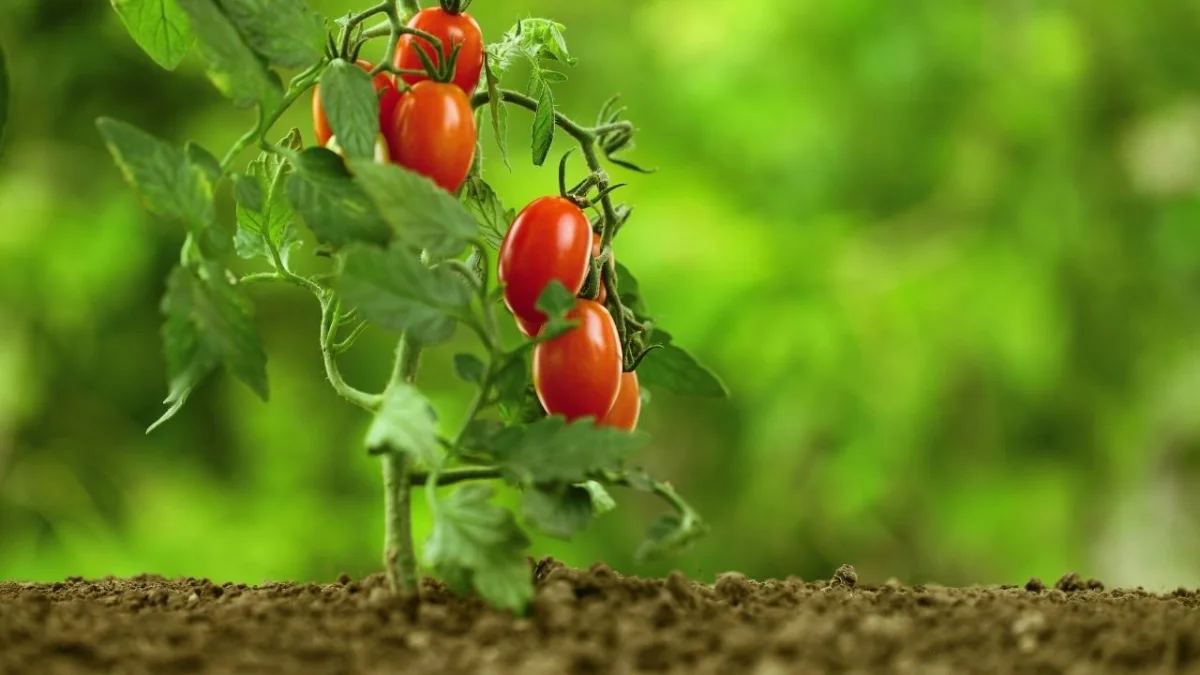 quand et comment planter les tomates astuces