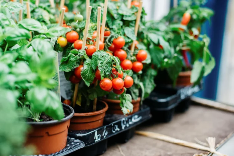 quand et comment planter les tomates en conteneurs