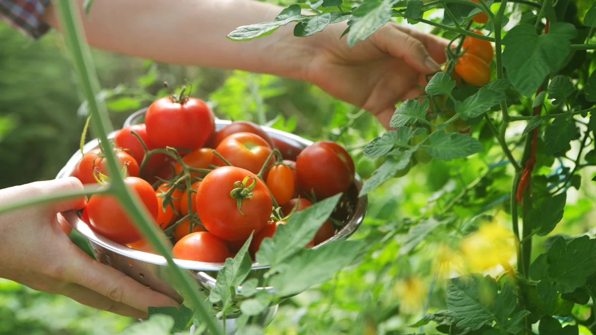 quand peut on recolter les tomates en 2024