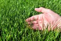 Quand planter de la pelouse en fonction de la variété de gazon ? Guide complet