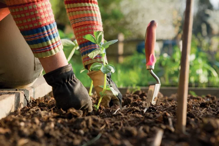 quand planter les tomates en avril 2023 avec la lune