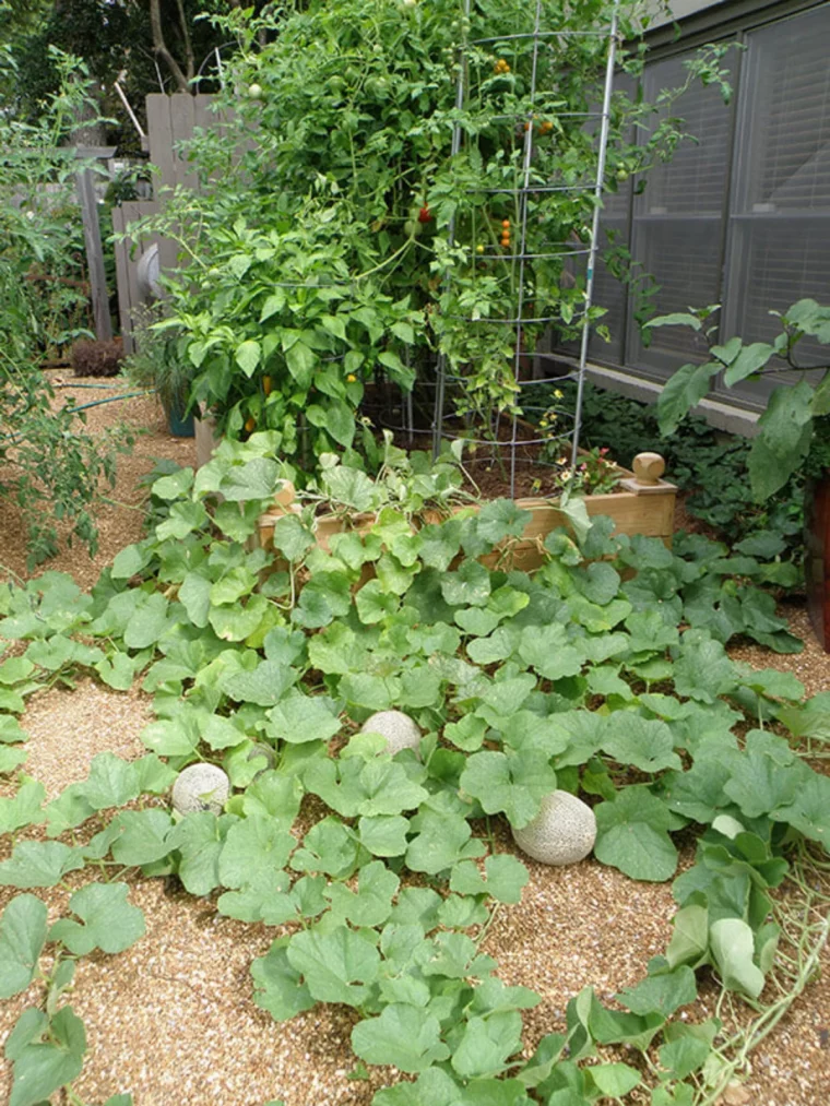 quand semer des melons rampants jardin