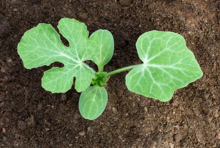 quand semer les graines de melon terre et feuilles vertes