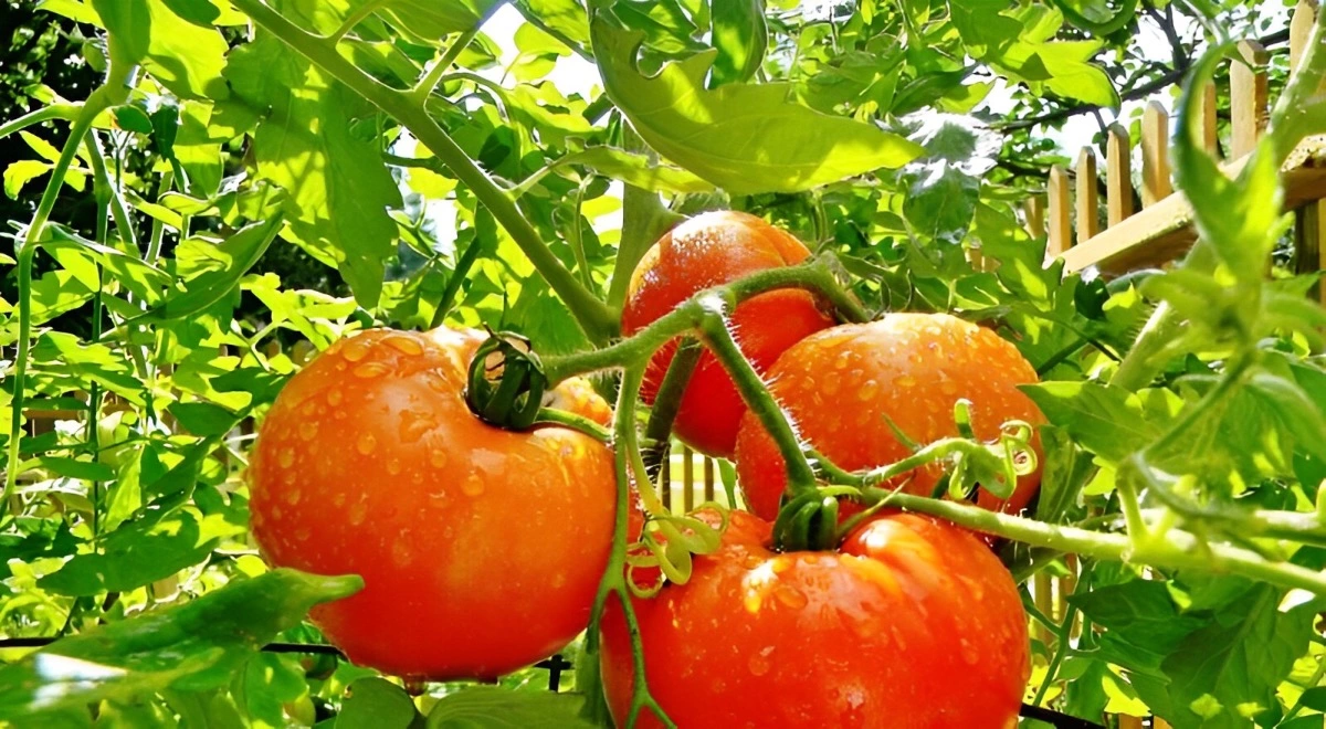 quatre tomates rondes rouges sur tige de la variete riddle