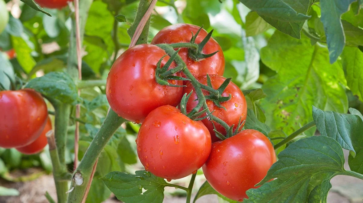 que faire pour avoir une recolte abondante de tomates rouges