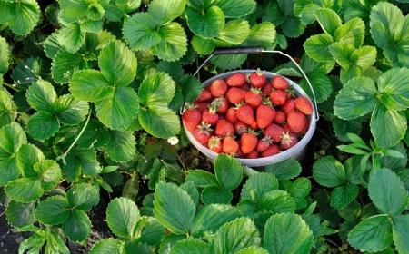 que faire pour booster la production de fraises astuces