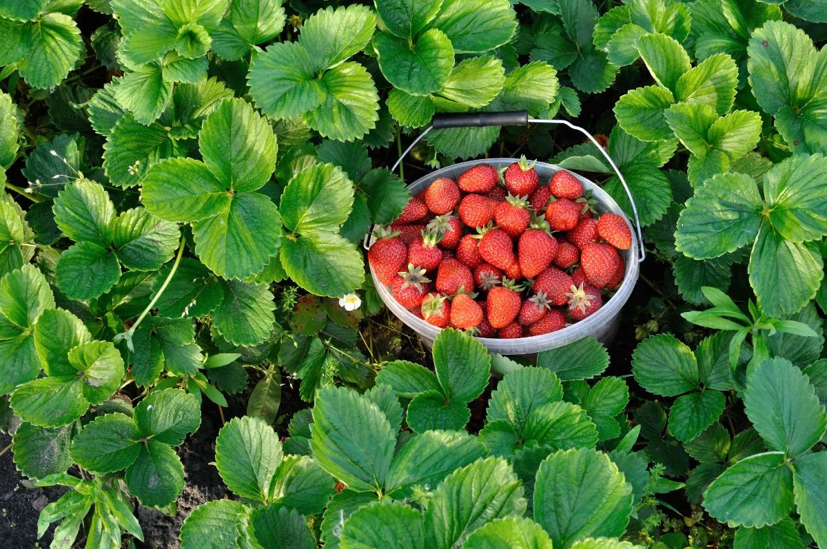 que faire pour booster la production de fraises astuces