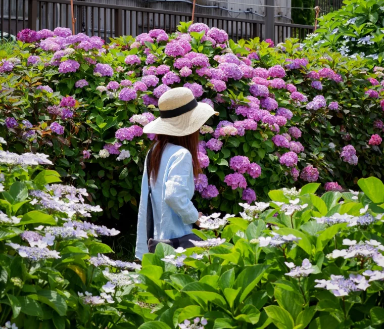 que mettre au pied des hortensias guide faire un massif fleuri été