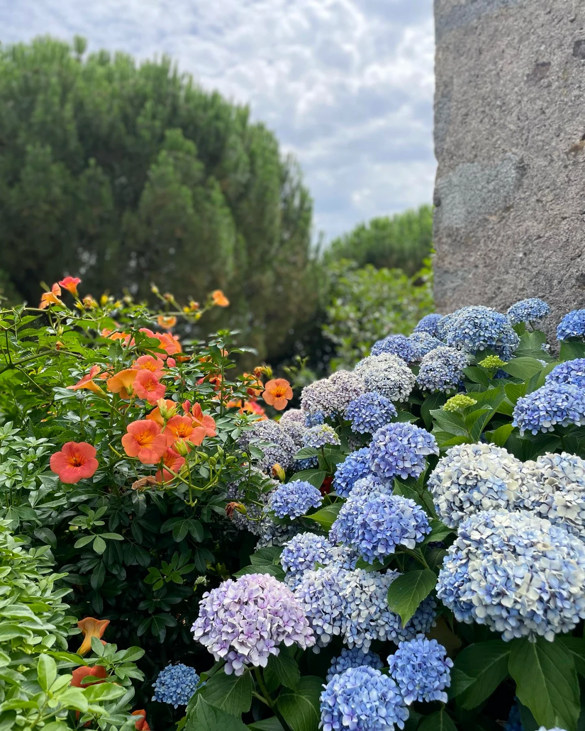 que planter a cote des hortenisias fleurs bleues et oranges feuilles vertes mur